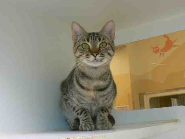 SQUEAKY (A008840)