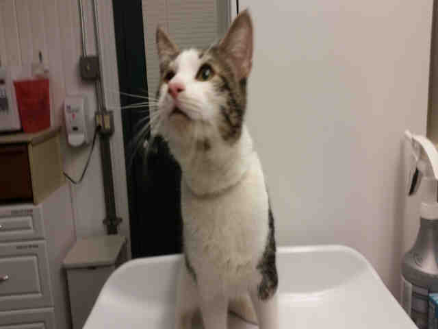 *SQUEEKY (A157531)