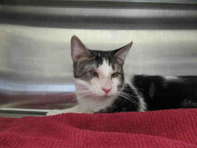 SQUEEKY (A178623)
