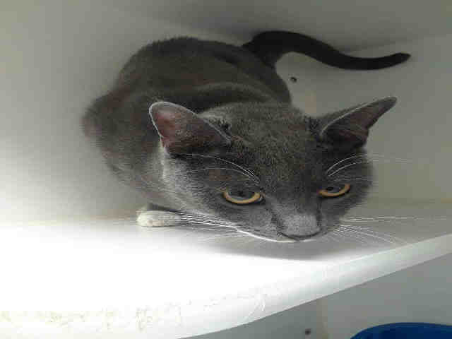 STACHIO (A010855)
