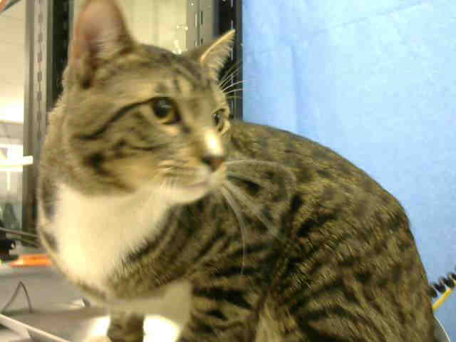 STANLEY (A1531265)