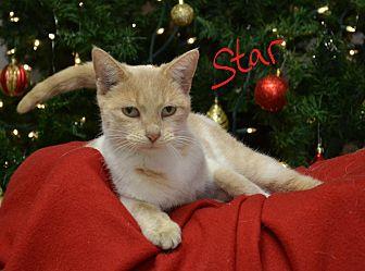 Star (20183460)