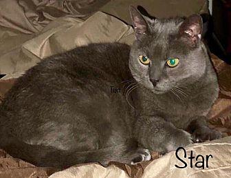 Star (20586693)