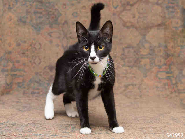 STARLA (A542952)