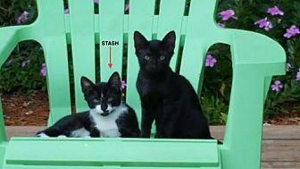 Stash (18691092)