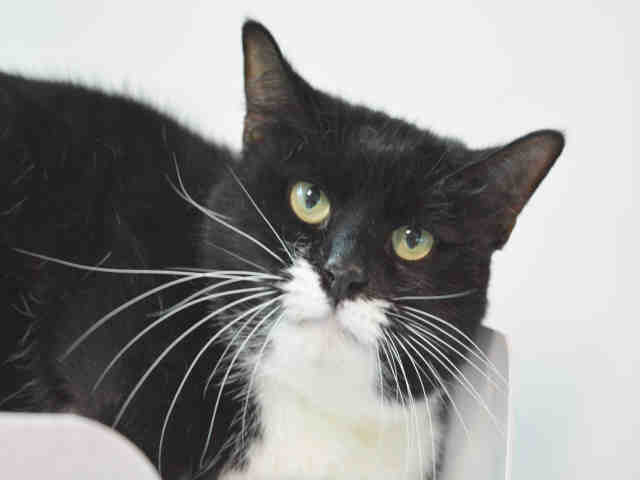 STASH (A1336319)