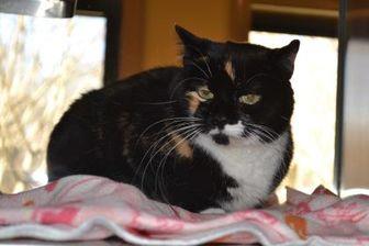 Stella (20080057)