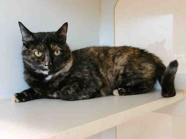 STELLA (A003027)