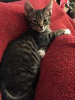 Stevie – kit (20177091)