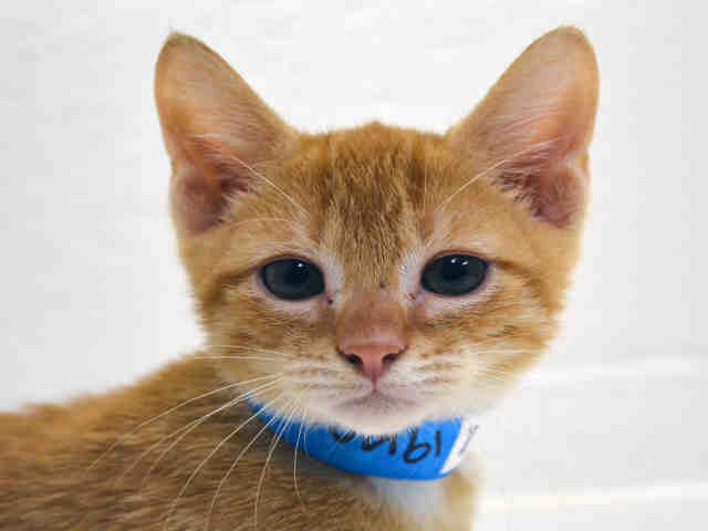 STRAWBERRY (A1914914)