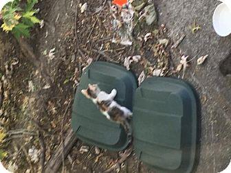 Stray cat an (16745391)