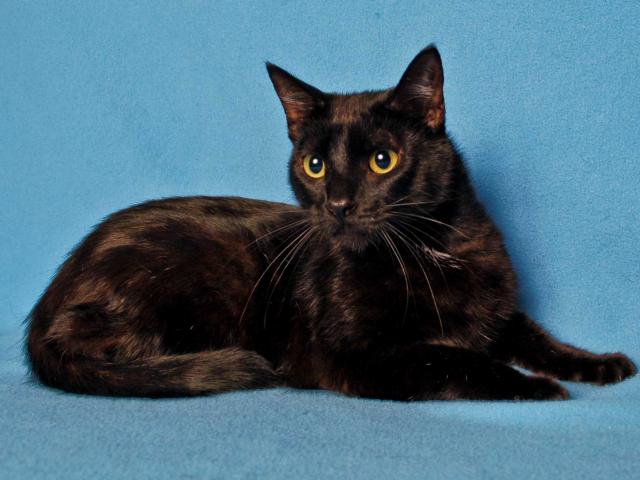 STRIKER* (A222308)
