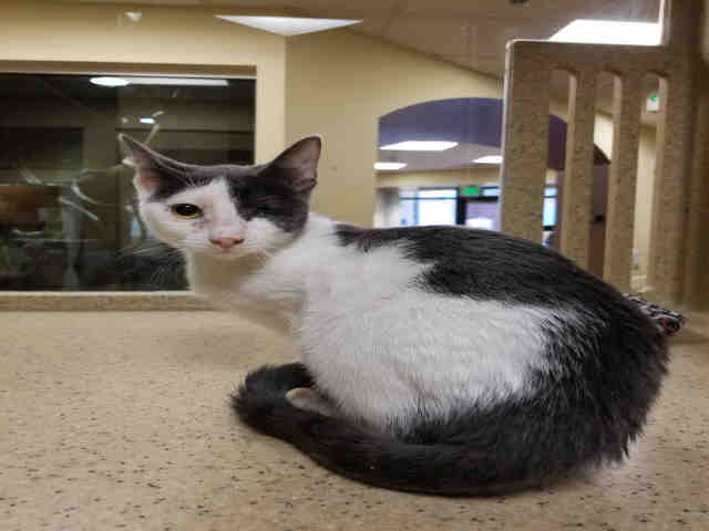 SUGAR (A533124)