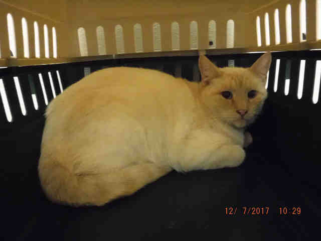 SUGAR (A577384)