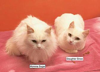 Sugar and Sn (20426200)