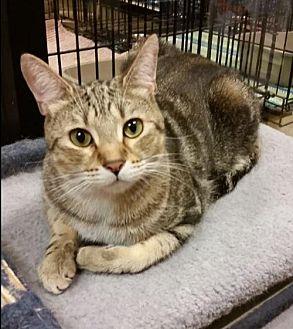 Suki (16215246)