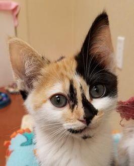 Sundae (20527976)