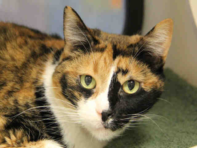 SUNDAE (A1069536)