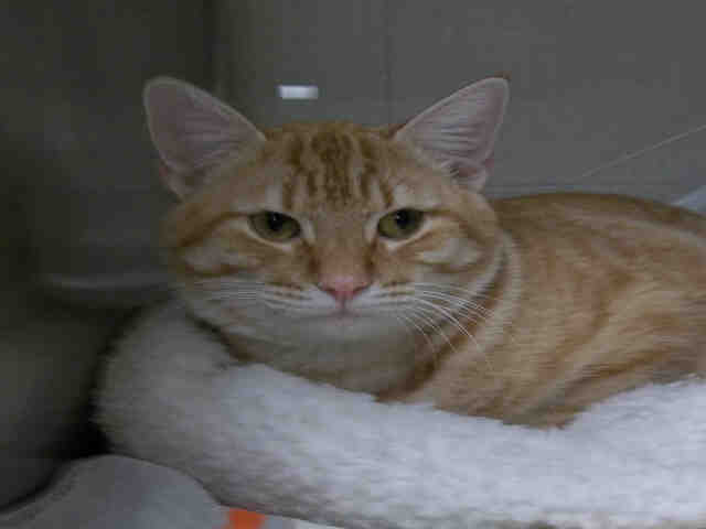SUNNY (A131550)