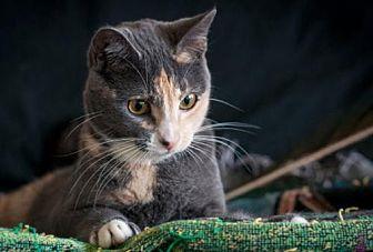 Sweet Pea (13744231)