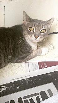 Sweet Pea (18523420)