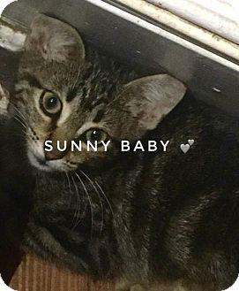 Sweet Sunny (18836489)