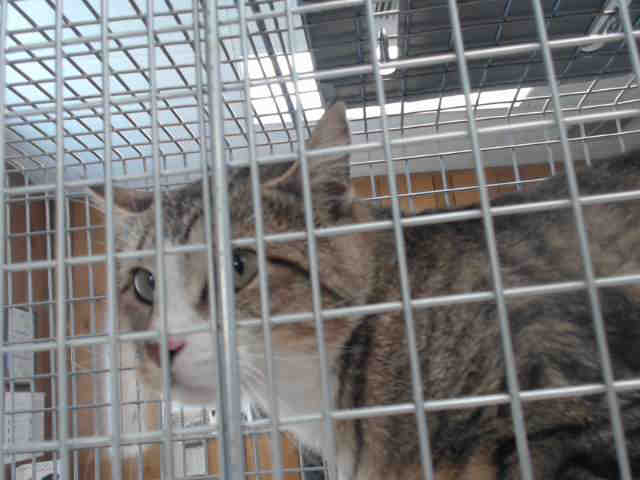 SWEETIE (A002154)