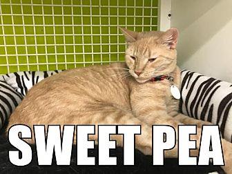 Sweetpea (19754328)