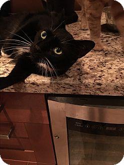 Sylvester (17226787)