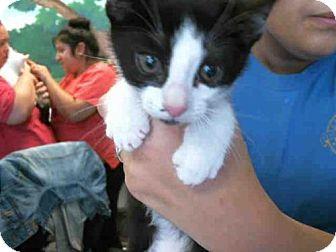 SYLVESTER (17510134)