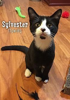 Sylvester (19775899)