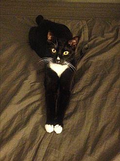 Sylvester (19861100)