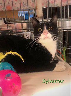 SYLVESTER (20234526)