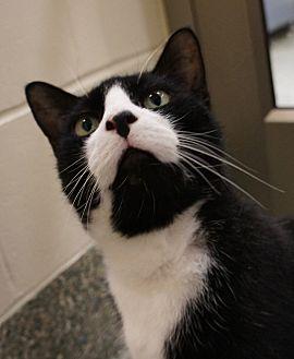 SYLVESTER (20331180)