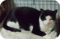 Sylvester (7166512)