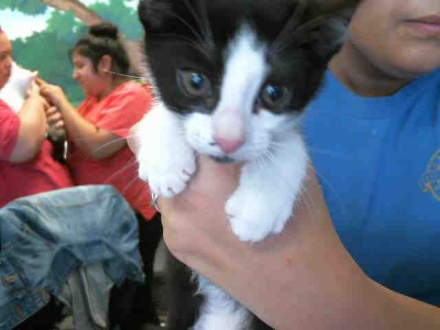 SYLVESTER (A122194)