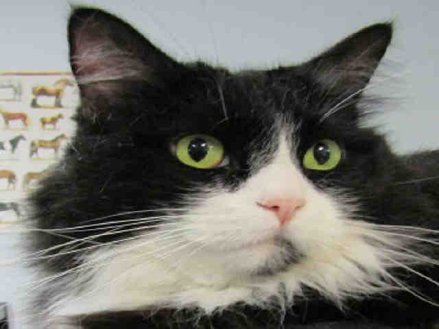 SYLVIA (A132296)