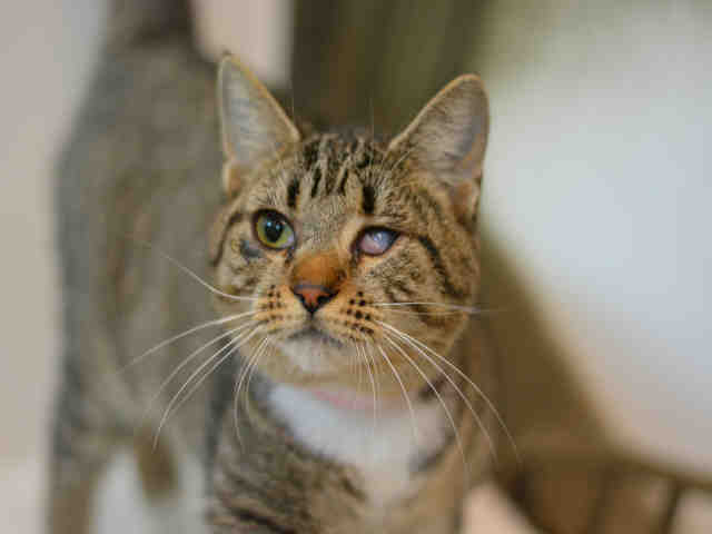 TABBI (A1932847)