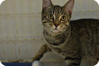 Tabby (16524768)