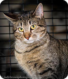 Tabby (18812993)