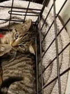 Tabby (19785287)