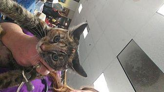 tabby tort (20383594)