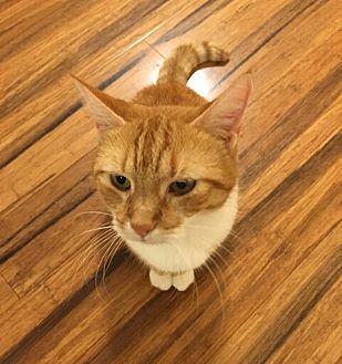 Tabitha (16821297)