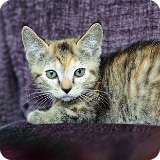 Tabitha (7330932)