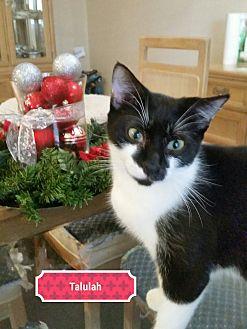 Talulah (20277120)