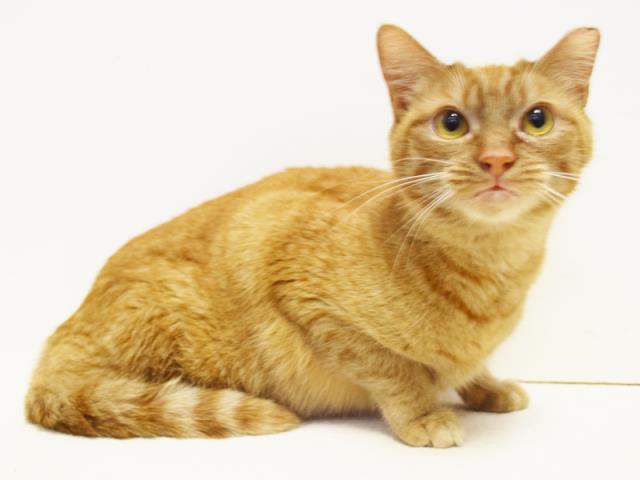 TAMMY (A731302)