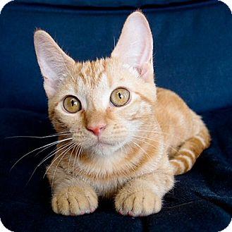 Tanji (9275804)