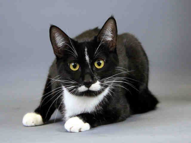 TC (A104342)