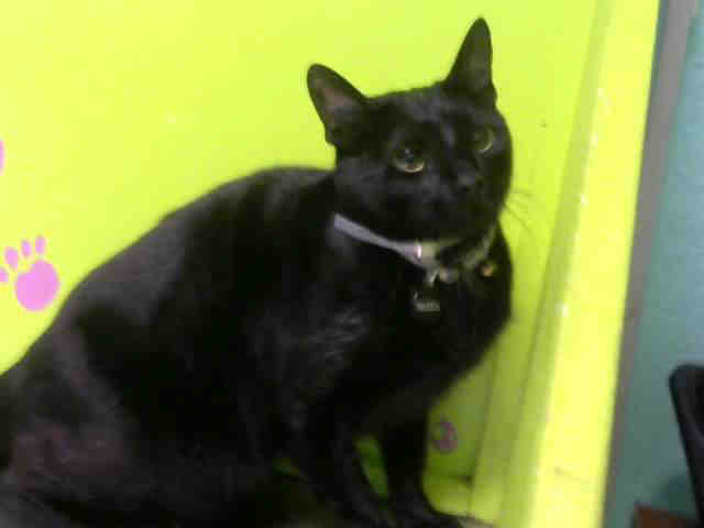 T’CHALLA (A1531229)