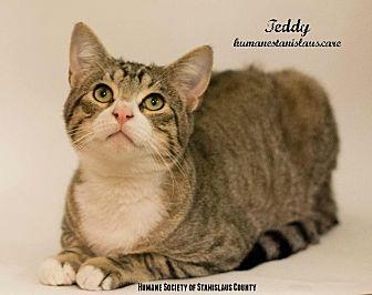 TEDDY (17750037)